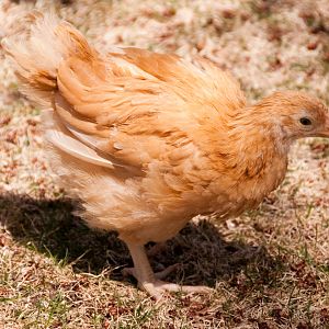 Deloris the Buff Orpington