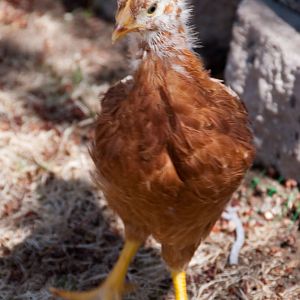 Lily the Rhode Island Red