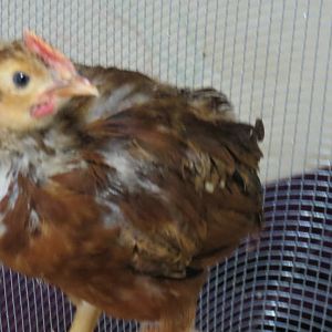 The babies before they move to the coop