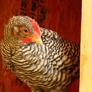 The chickens in their playhouse
