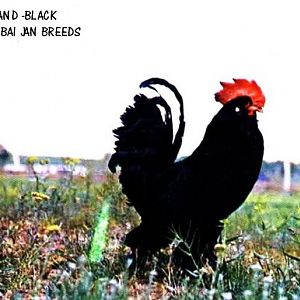 MARAND ROOSTERS IN 1980  IMAGE