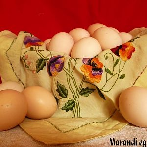marand breed eggs