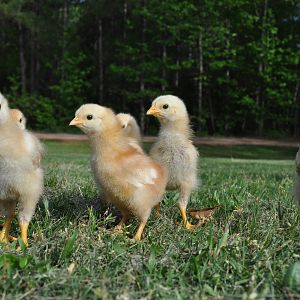 Everyone else can call, they ignore them....  I say "ok chickie darlings" and they pop their little heads up and head my way!  *such a proud momma*