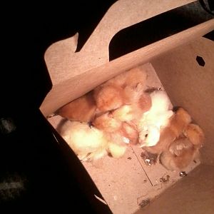 Not one of these chickens now could fit in this box