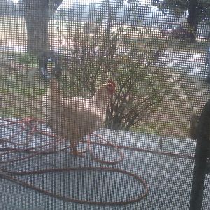 Caught on the porch..Bad chicken!