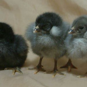 Three tufted Olive Egger chicks. The black one on the left has a small tuft on the right side of its face, out of view. The middle blue has two tufts, one on each side, of very nice size. The one on the right has a large tuft on the left side of the face, and a small tuft on its right side.