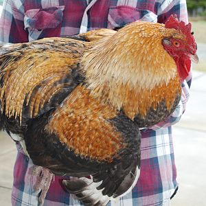 Unknown 2 year old rooster.
