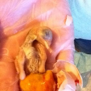 I cracked the shell and opened membrane to confirm fertility
it started moving and opening its beak 
put it back in bator

this is hours later after it passed away