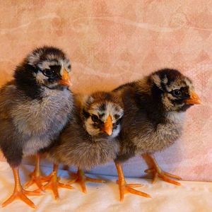 These are my three Silver Laced Wyndattes I received as a 4-H project. I have named them from left to right Ace,Lacy, and Baxter or Blossom depends if it is a roo or a hen!