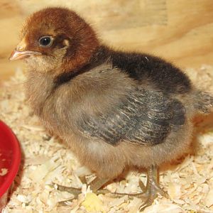 Easter Egger 1week old