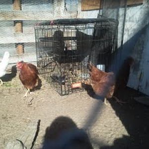 hens are checking out the newbies....