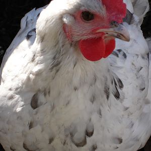 Thespoiledchicken