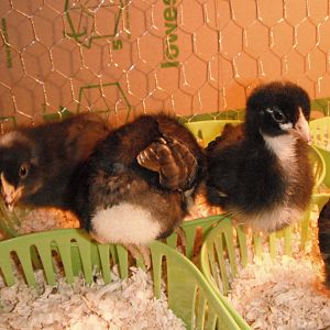 Plymouth Barred rock chicks 3 weeks