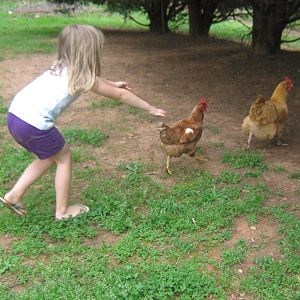 Erika trying to catch her favorite Comet "Thelma" and an Orpington