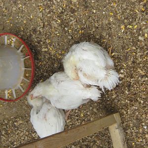 These chicks came from Tractor Supply and were supposed to be Golden Comets, however they don't seem to be progressing the same way as our other Comets that we raised from chicks.  They are absolutely huge, with enormous legs.  So fat that they don't really even want to move around.  They're feathers aren't changing either, though one of them has a couple of black feathers behind the neck and a blue feather on the left wing.  Strange!  Can't wait to see how they turn out.  They were about five weeks in this picture.