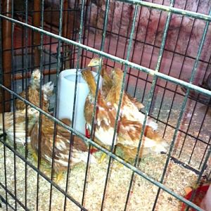 The big girls - 7 weeks old - I believer all golden comets purchased from TSC as assorted pullets