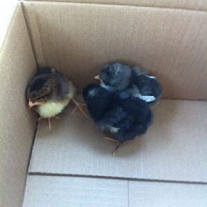 The 3 new chicks in transit for Agway - 1 and 1/2 weeks old - various.  I think the black is a female barred rock but guesses are always welcome!