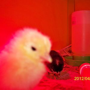 Here's one of our baby chicks...JUST ARRIVED TODAY