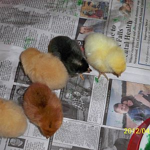 Here are all of what we received today April 10th,2012  we have 1 barred rock, 2 buff orpingthons and 1 RIR and 1 white plymouth rock.  They are sooo cute.