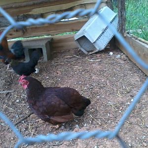 This is the bantam hen (closest) that was almost taken by a hawk.  Since then she has been in this pen with the other bantams