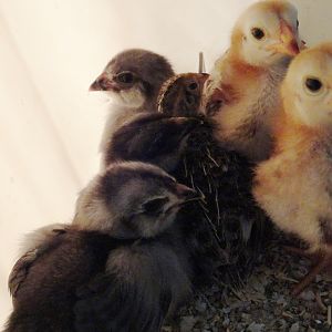 buckeyes and jg/ee with a quail chick 3/31 hatch (buckeyes a bit older)