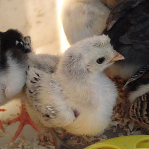 AS chick