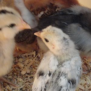 AS chick