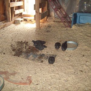 first day with other chickens