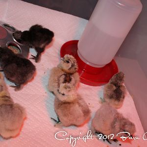 The Silkie kids