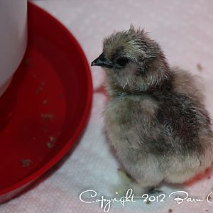 Lavender Silkie