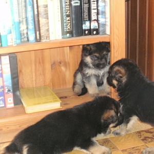 Sod off! It's my bookcase.