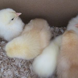 Still in the box 
2 reads have names.  

Darkest in the bottom right is Ginger and the other red is Buffy