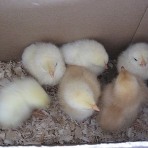 No names for the white ones.  The smallest one I've been calling Little Bit