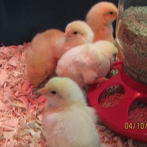 First feed
