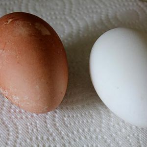 Brown Sebastopol egg!