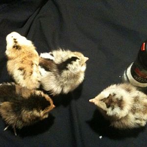 Sunny Alvin Simon Theo 2do3.JPG