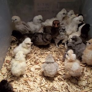 These chicks were hatched on 4-10-2012 from CJ's Silkies. What a bunch of cuties!!

Here they are meeting some of the older kids.