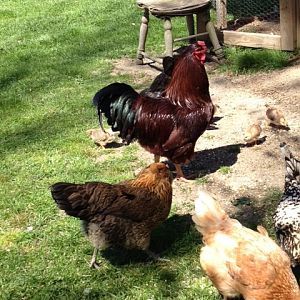 My Buckeye rooster, Brutus, and a few EE hens.  He's such a handsome guy!  Best rooster I've ever owned, and always a gentleman.