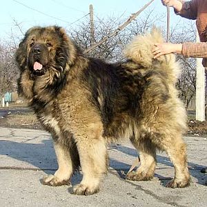 AZERBAIJAN MOUNTIAN SHEPHERDS