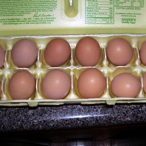 our first dozen eggs : >