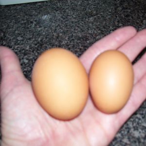 in about 6 more weeks our eggs should be regular size...aren't they cute ;) and tasty too !!!