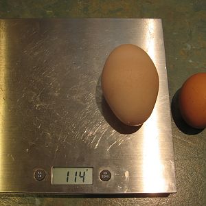My Isa Brown hen called Rosie laid this egg. On the right is a 65 gram egg laid by my Black Star hen Dawn for visual comparison.