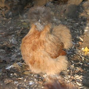 Freckles - Partridge hen (pic as a pullet)