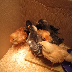 We brought home 3 week old chicks to a cardboard box.  I soon realized that  the box would get soaked from these very messy chickens.  Next step, build a brooder.
