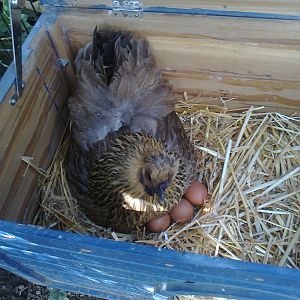 I think I can! I think I can!