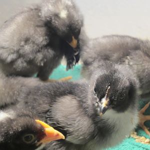 My mystery chicks.