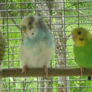 Parakeet cage