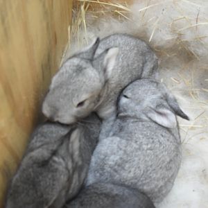 Bunnies at 1 week old