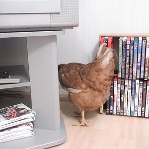 I thought she was just a very big girl, she was eggbound - with TEN eggs!