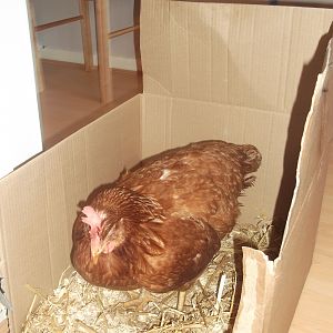 After her oviduct and egg removal, so much smaller